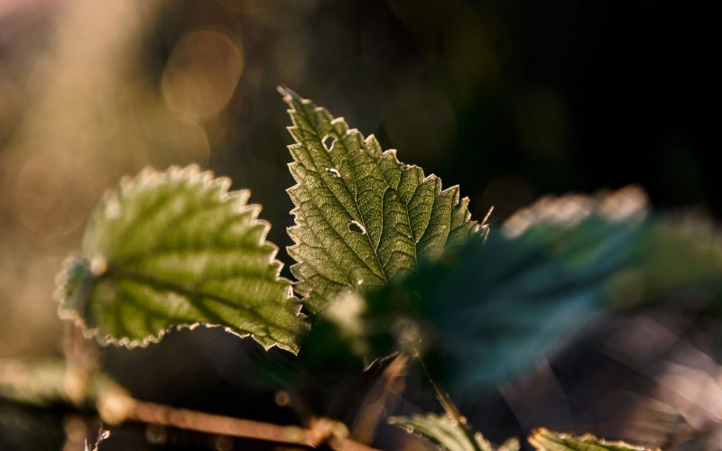 Sommerheimat_01-(19) Sommerheimat