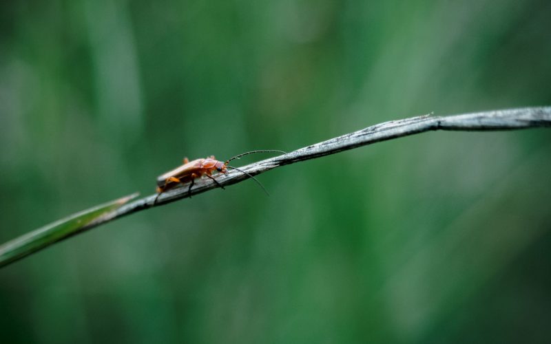 Sommerheimat_01-(6) Sommerheimat