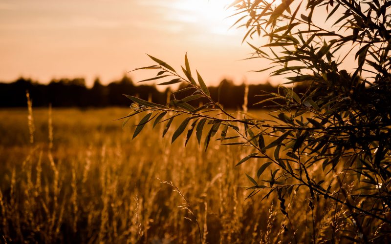 Sommerheimat_01-(7) Sommerheimat