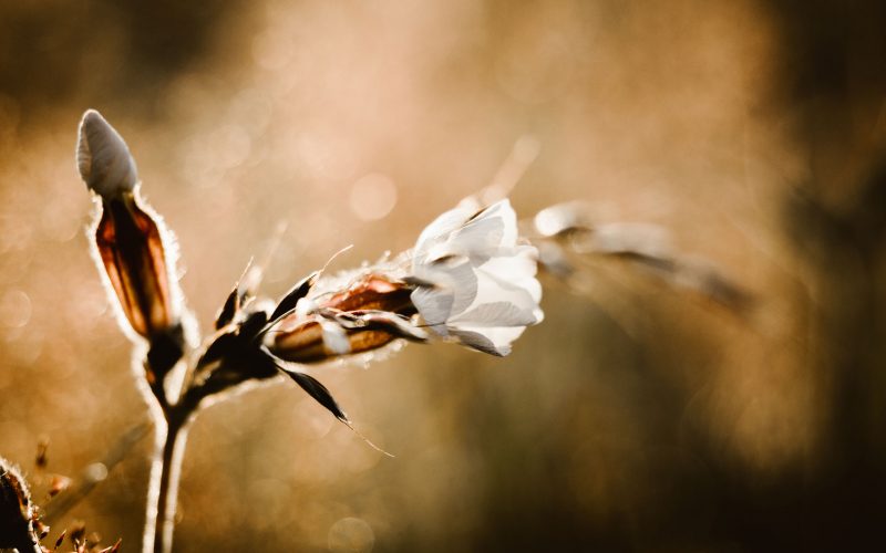 Sommerheimat_01-(9) Sommerheimat