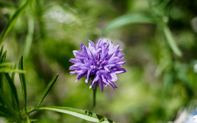 Sommerheimaturlaub