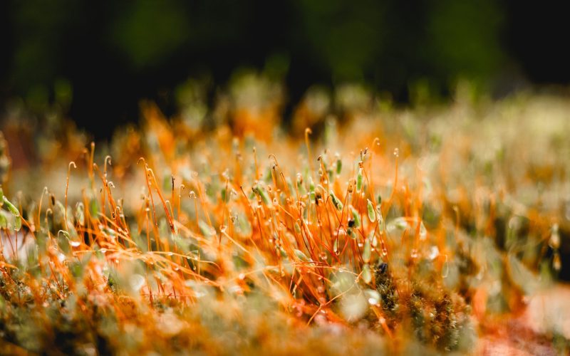 Moosmauer (7) Moosmauer