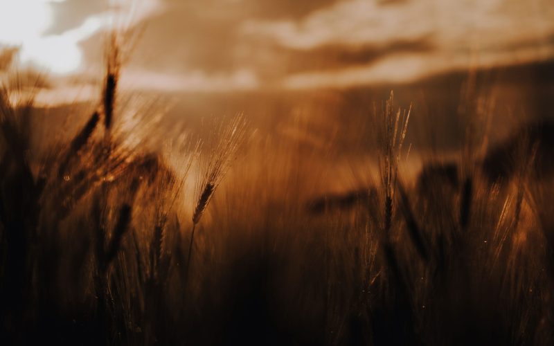 Abendsonne Kornfeld (16) Abendsonne Kornfeld