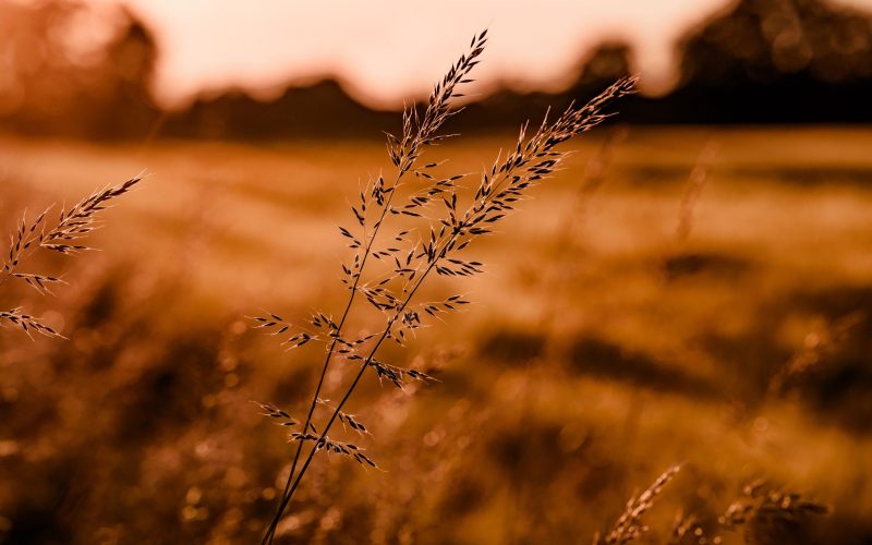 Abendsonne Kornfeld (28) Abendsonne Kornfeld