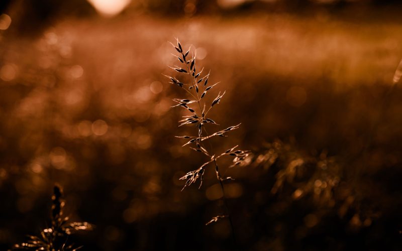 Abendsonne Kornfeld (29) Abendsonne Kornfeld