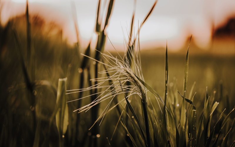 Abendsonne Kornfeld (5) Abendsonne Kornfeld