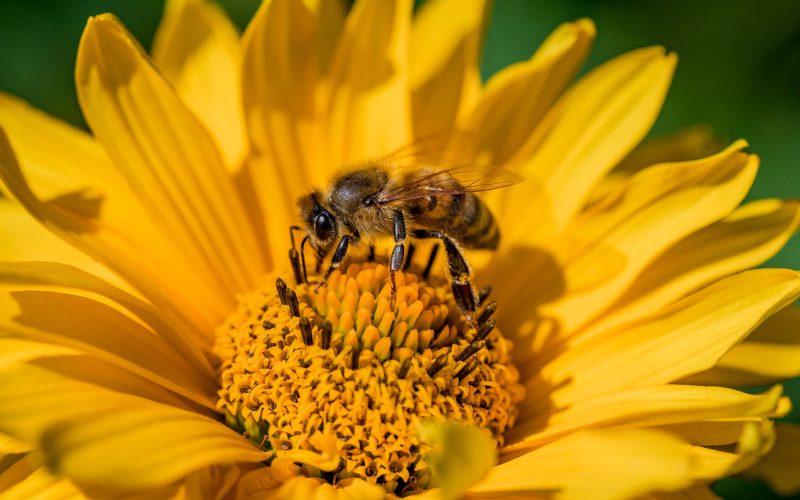 Sommerurlaub Tiere