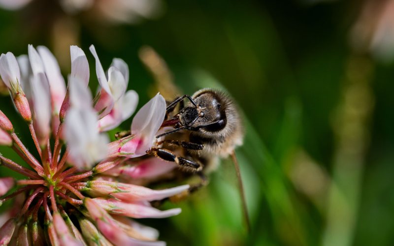 Sommerurlaub Tiere