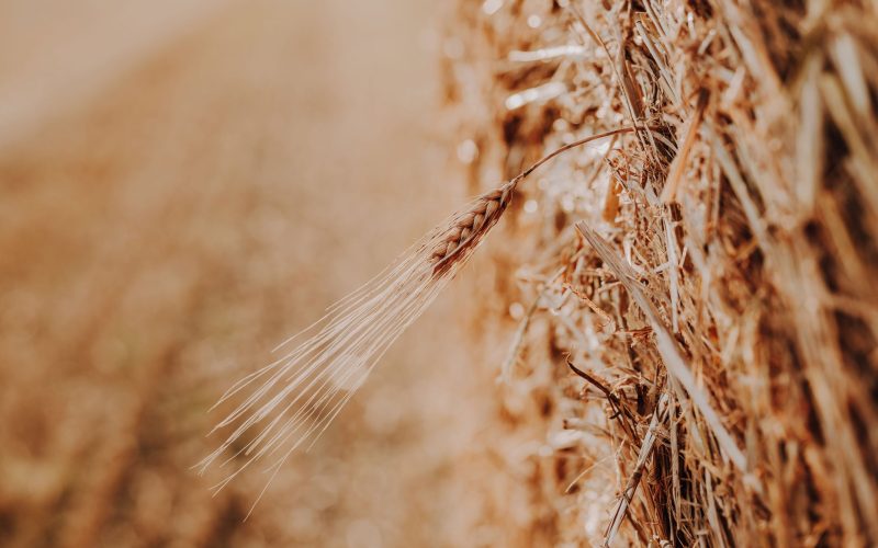 Sommerurlaub Tiere (9) Sommerurlaub Tiere