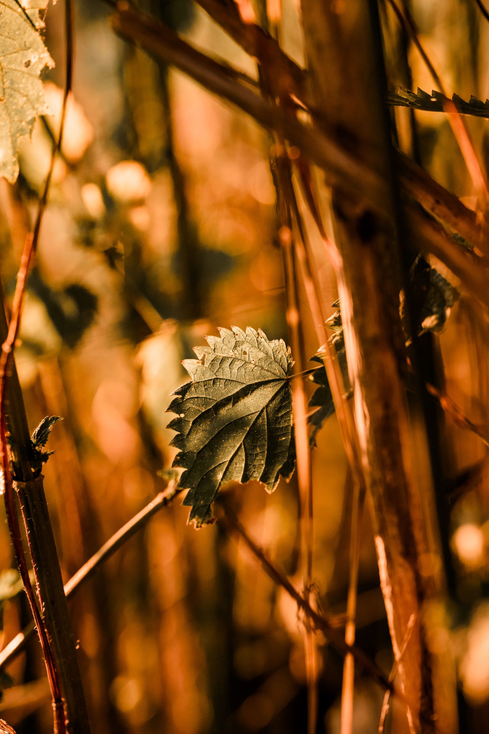 Sonnenuntergang Urlaubb