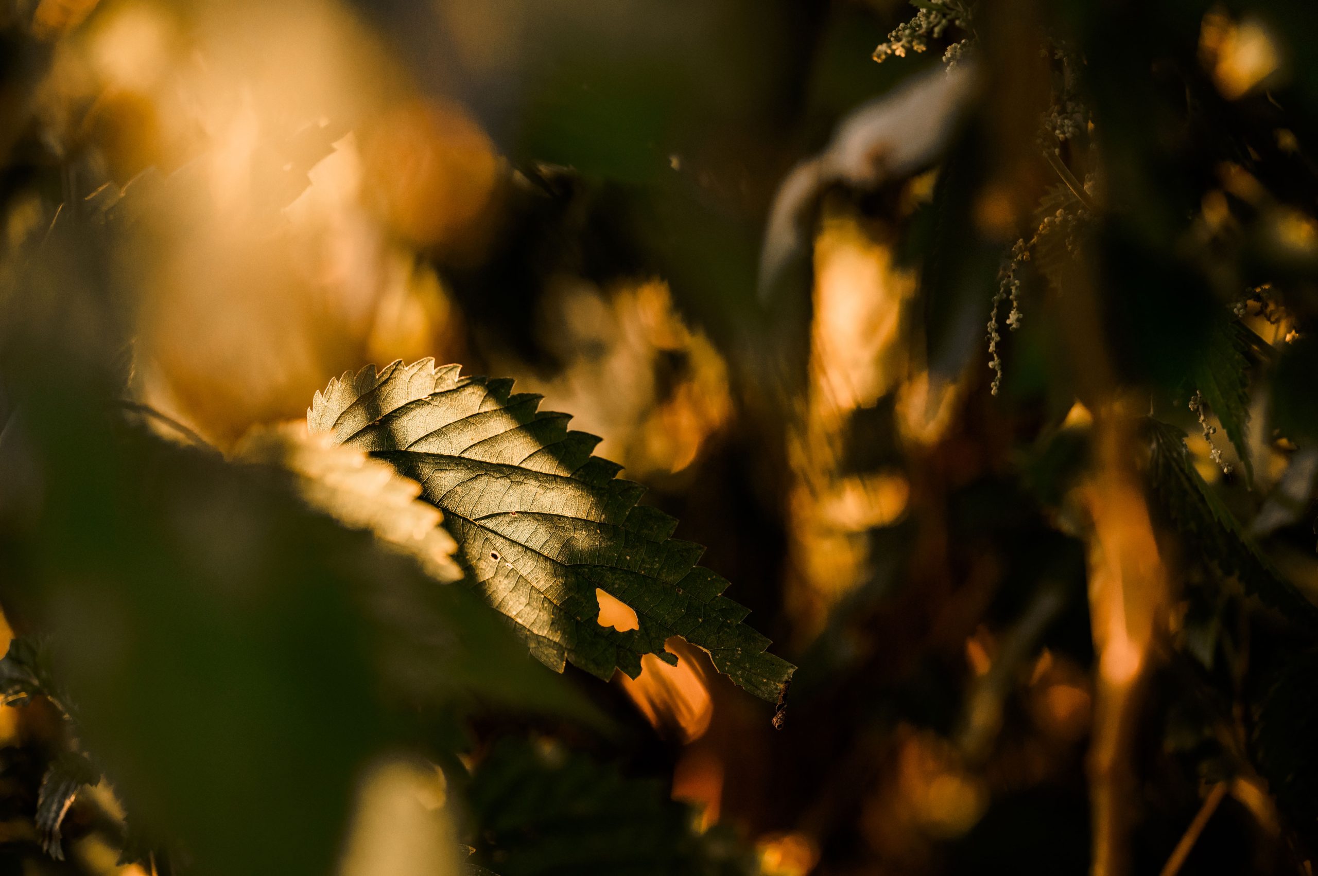 Sonnenuntergang Urlaub