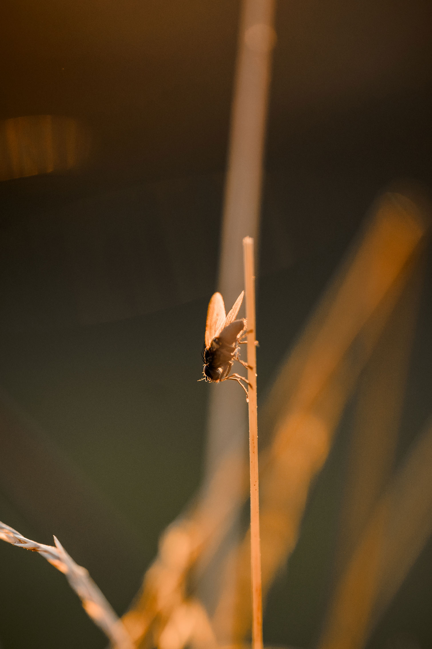 Sonnenuntergang Urlaub