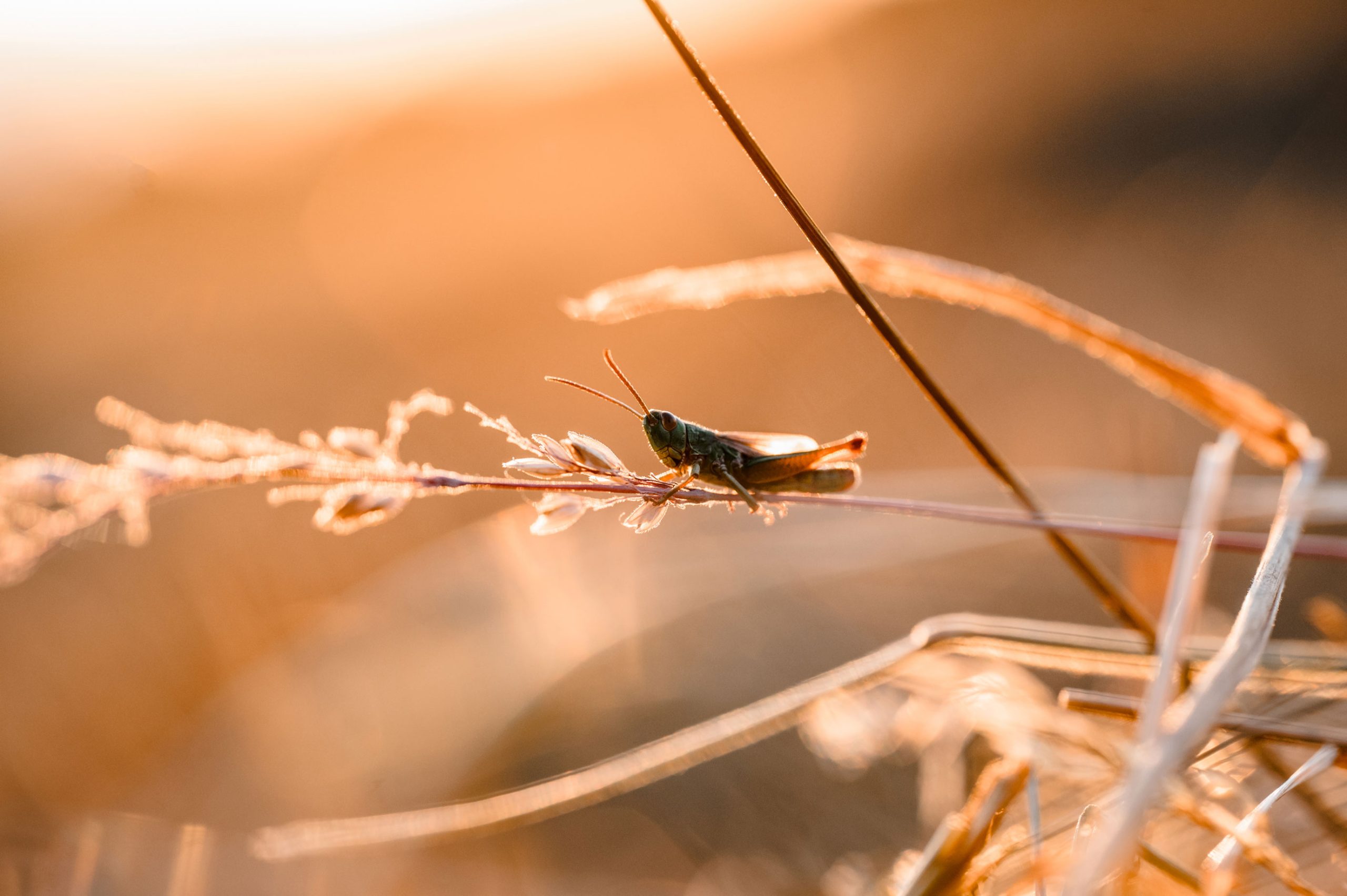 Sonnenuntergang Urlaub