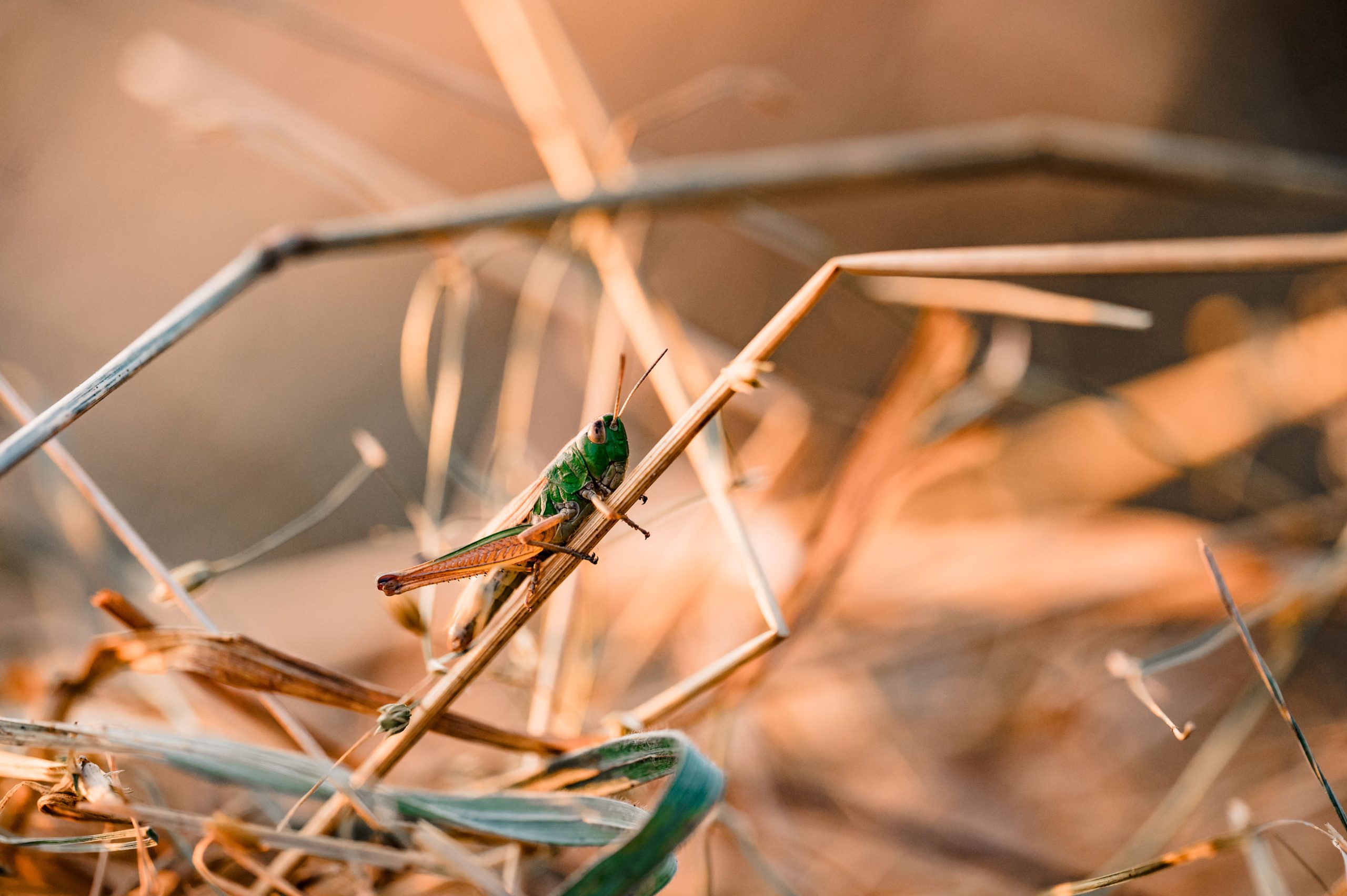 Sonnenuntergang Urlaub