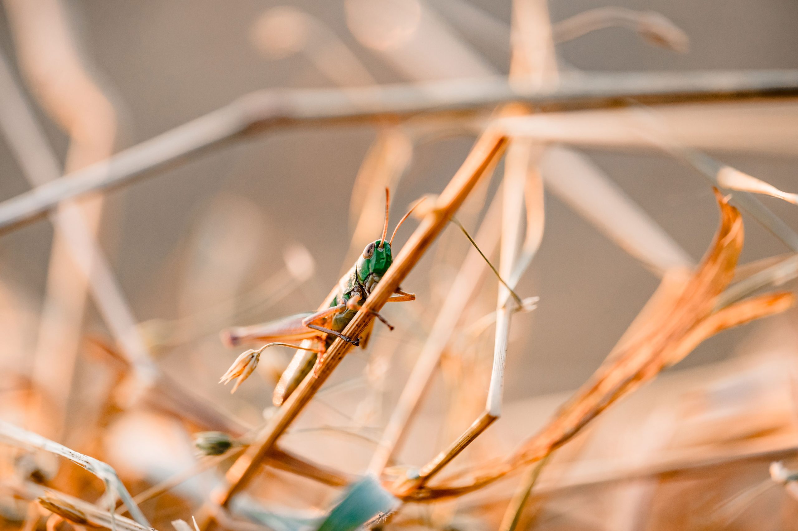 Sonnenuntergang Urlaub