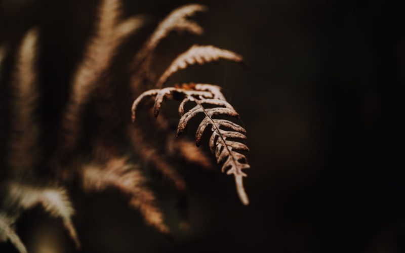 Pilze und Farne (26) Pilze und Farne