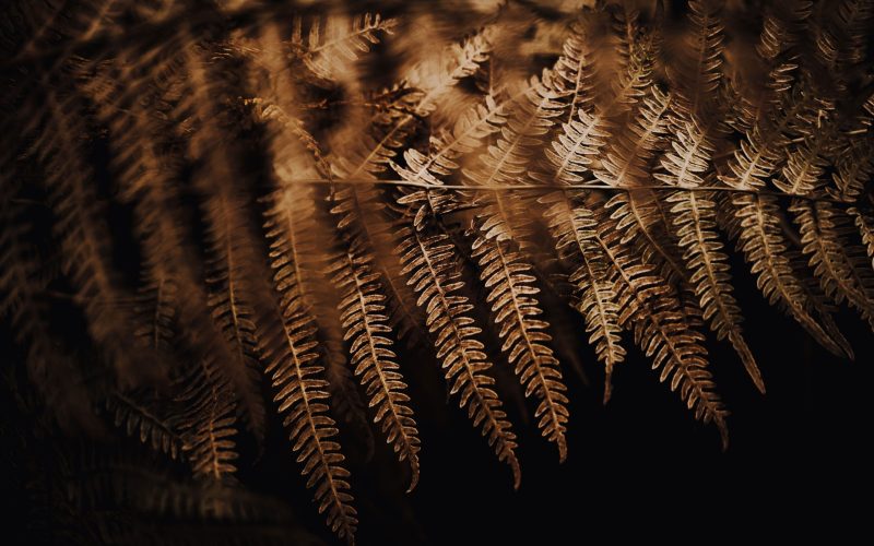 Pilze und Farne (36) Pilze und Farne