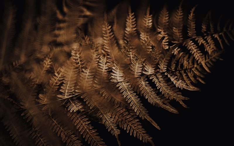 Pilze und Farne (39) Pilze und Farne