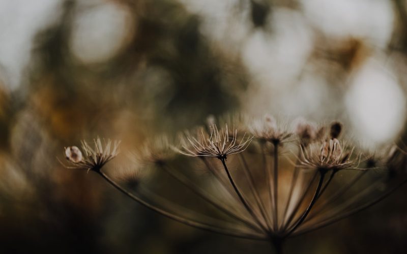 Pilze und Farne (5) Pilze und Farne