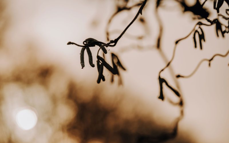 Gegenlicht (1) Gegenlicht