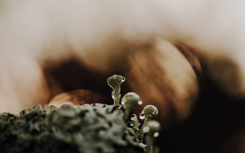 Gegenlicht (15) Moos Zaun