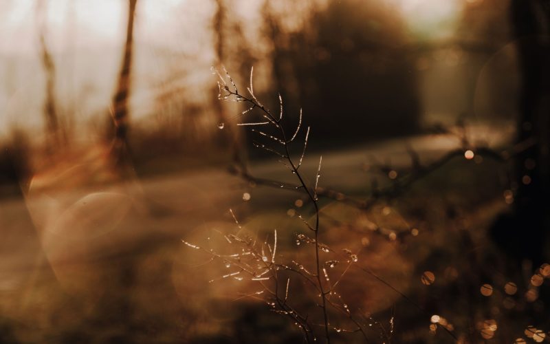 Gegenlicht (23) Gegenlicht