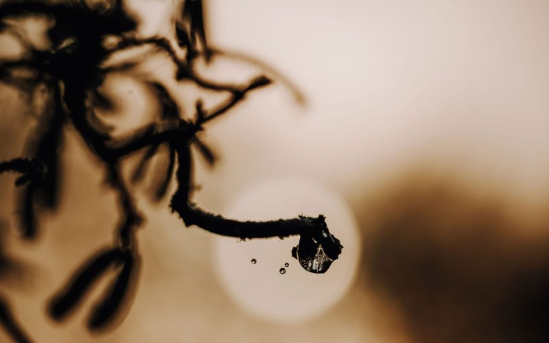 Gegenlicht (3) Gegenlicht