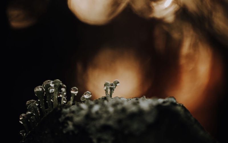 Gegenlicht (9) Gegenlicht