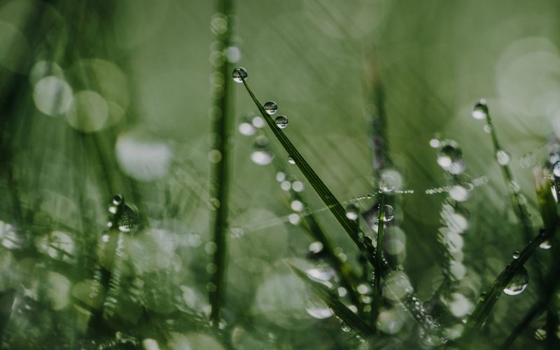 Grastropfen (19) Grastropfen