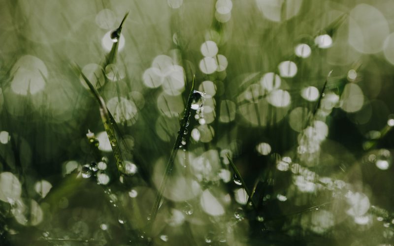 Grastropfen (22) Grastropfen