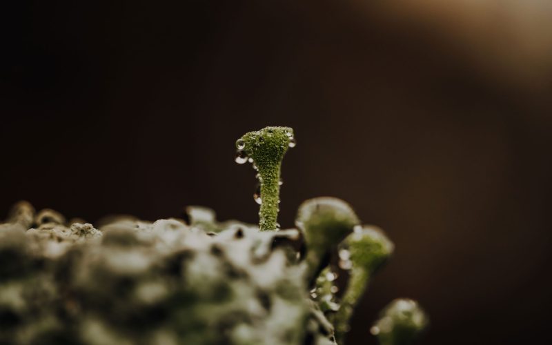 Moos Zaun (11) Moos Zaun