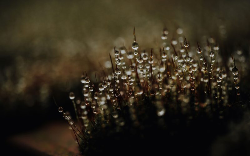 Moosmauer (13) Moosmauer