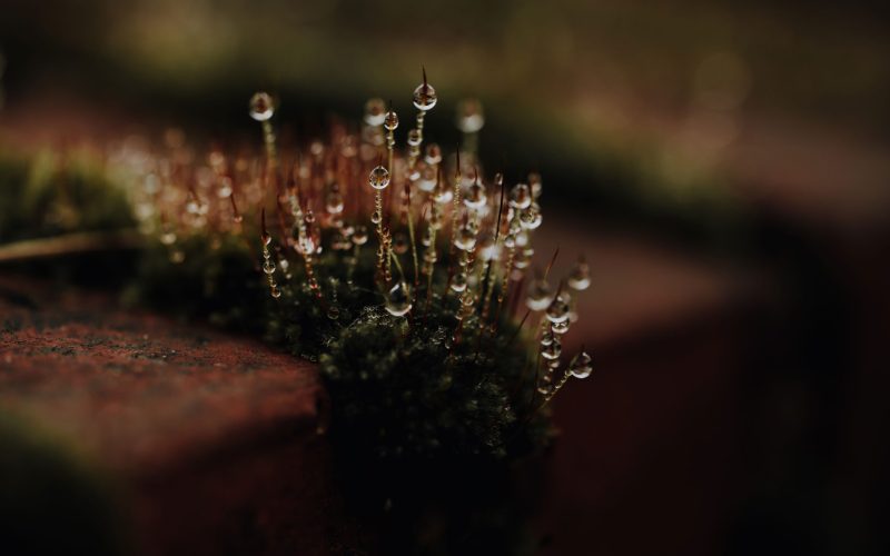 Moosmauer (16) Moosmauer