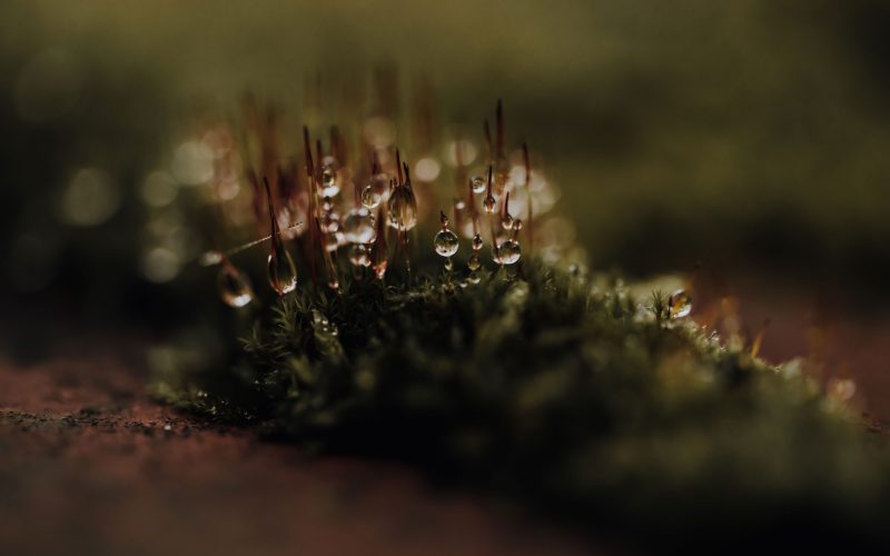 Moosmauer (21) Moosmauer