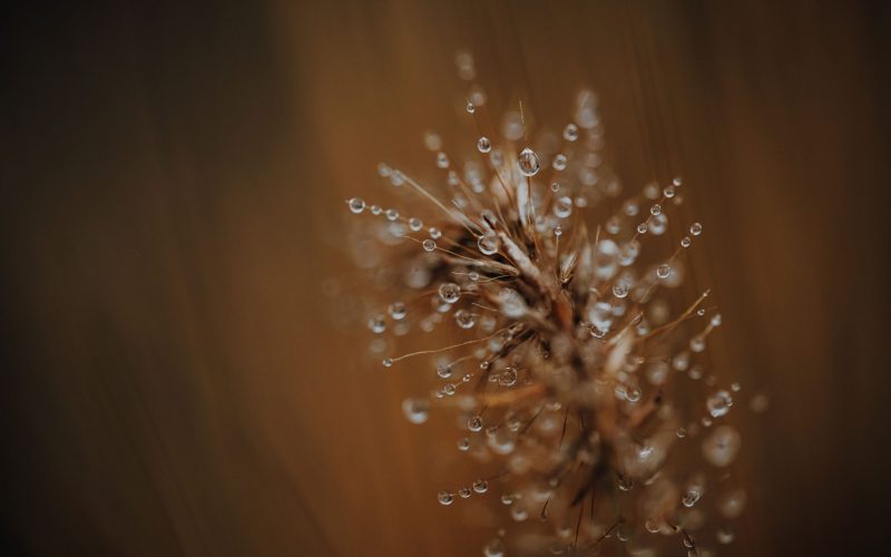 Regenzeit (13) Regenzeit