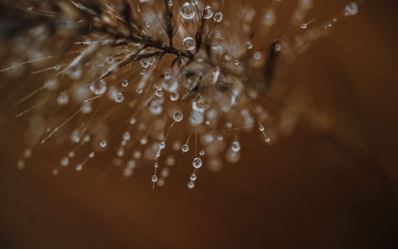 Regenzeit (6) Regenzeit