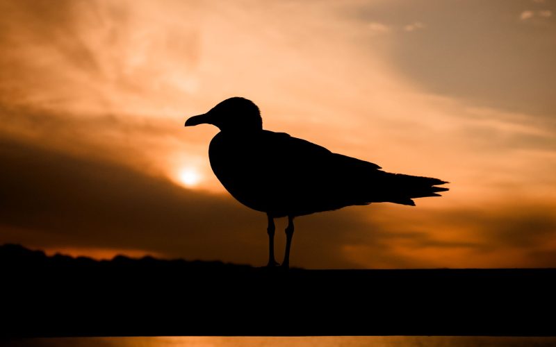 Boltenhagen (9) Boltenhagen