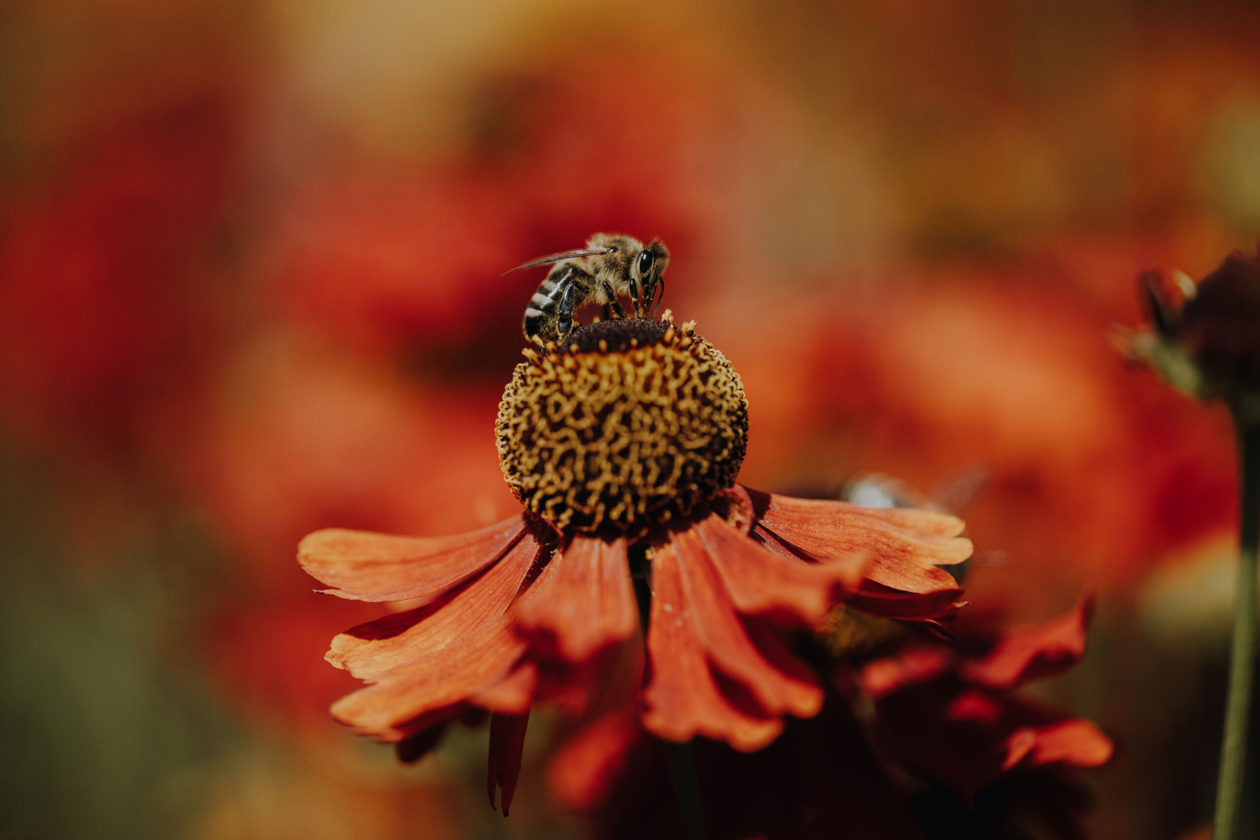 Bienen Park