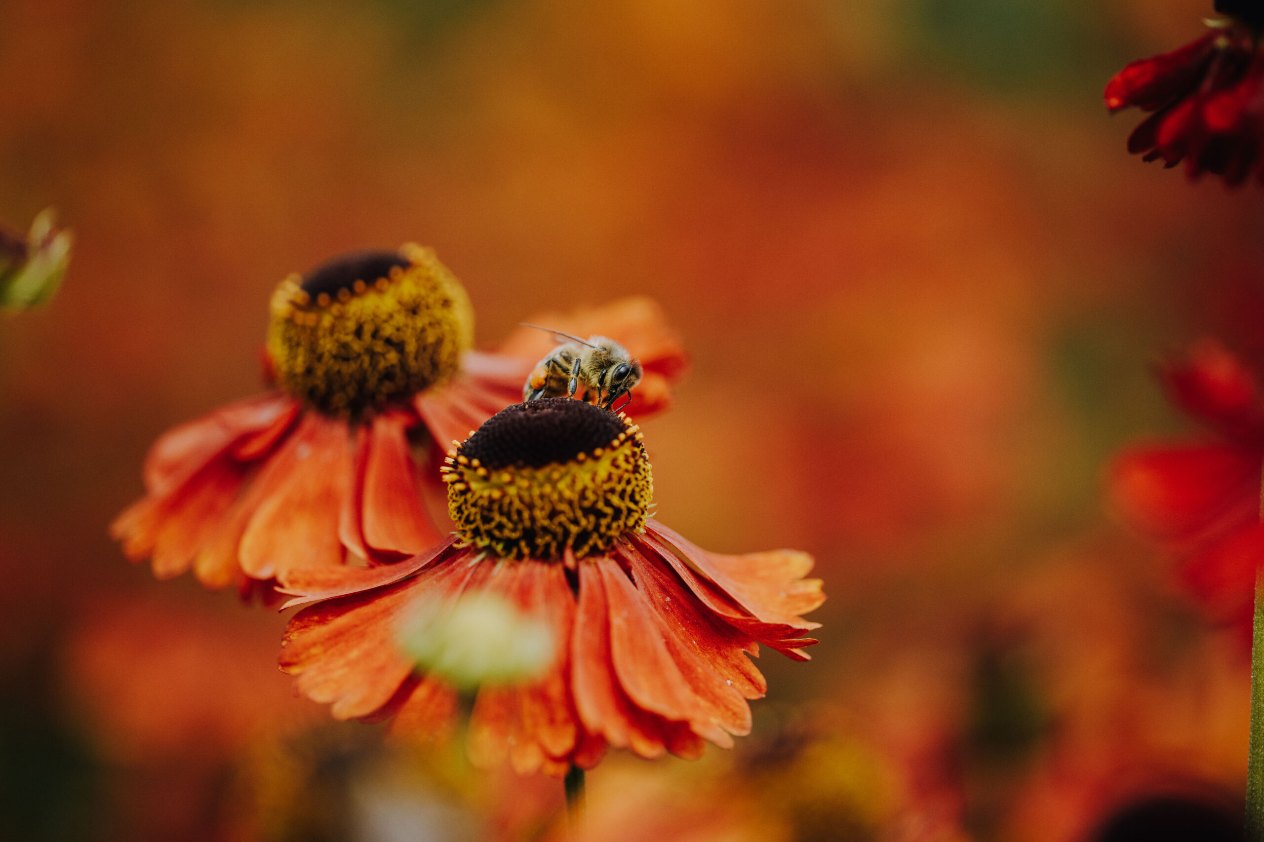 Bienen Park