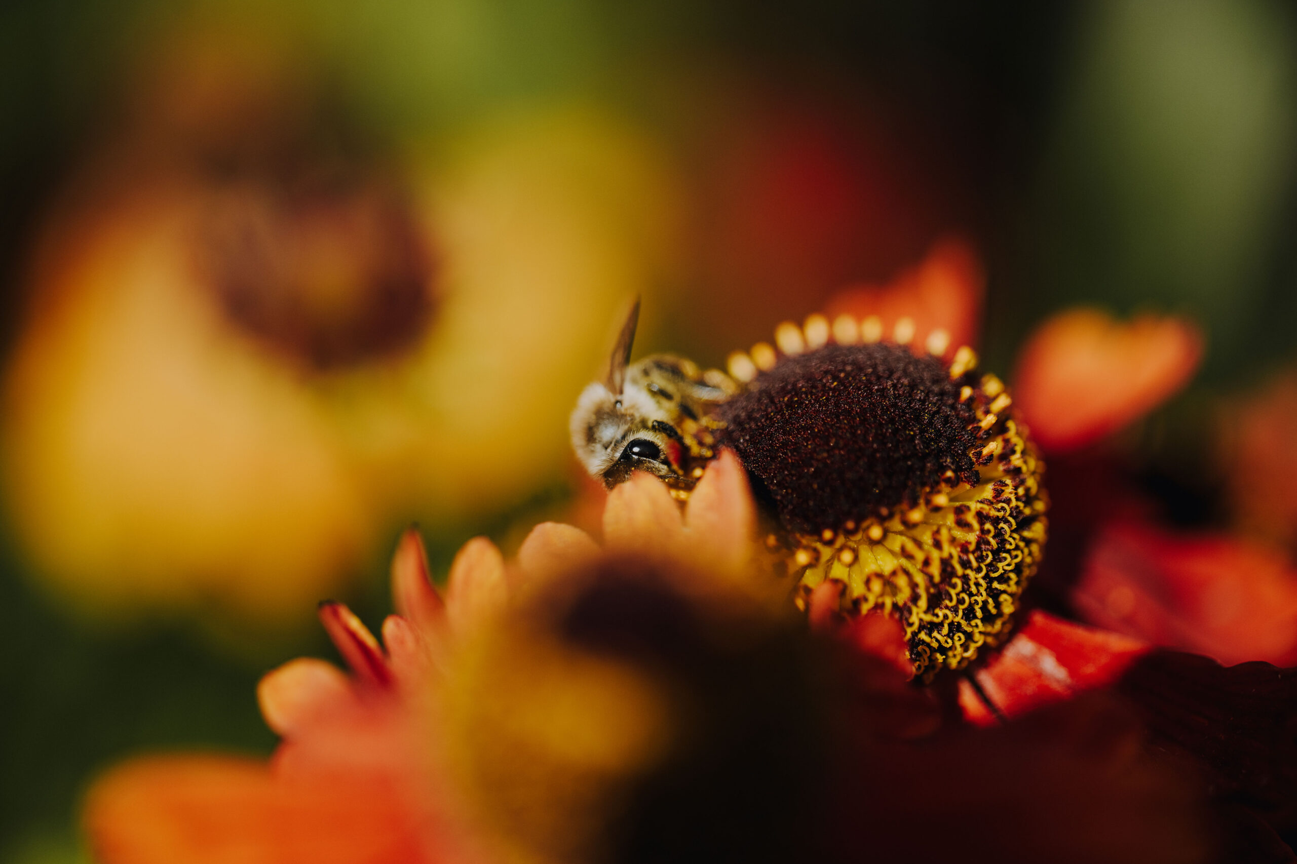 Bienen Park