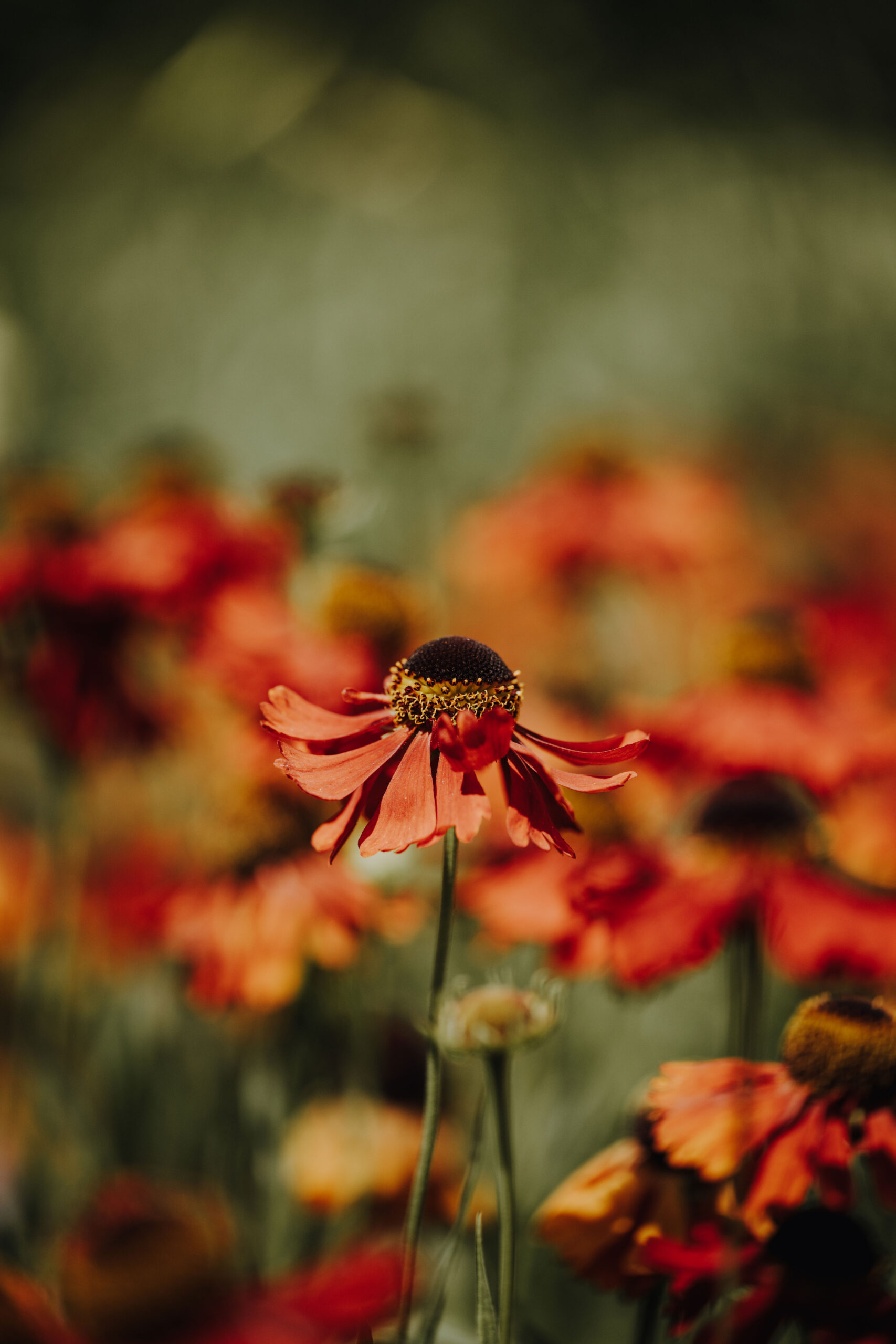 Bienen Park