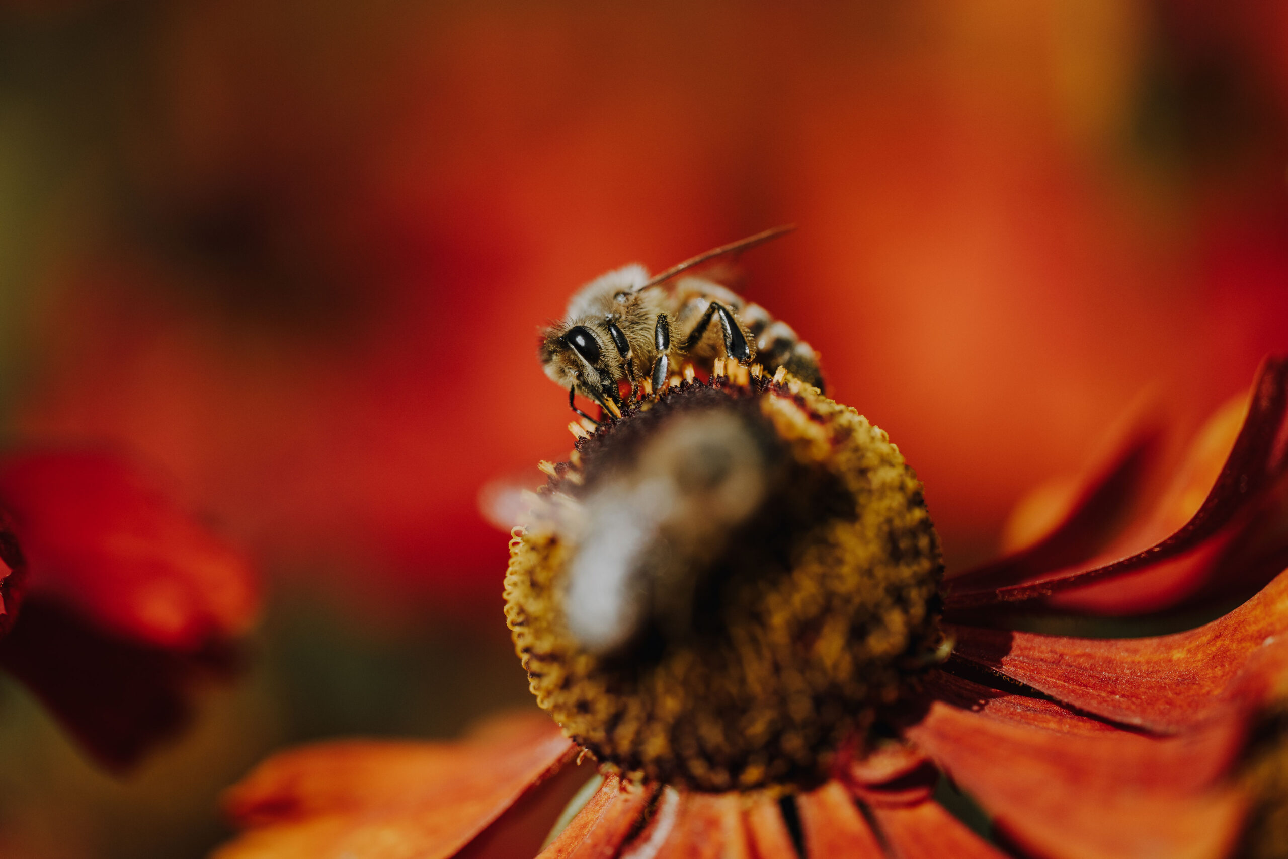 Bienen Park