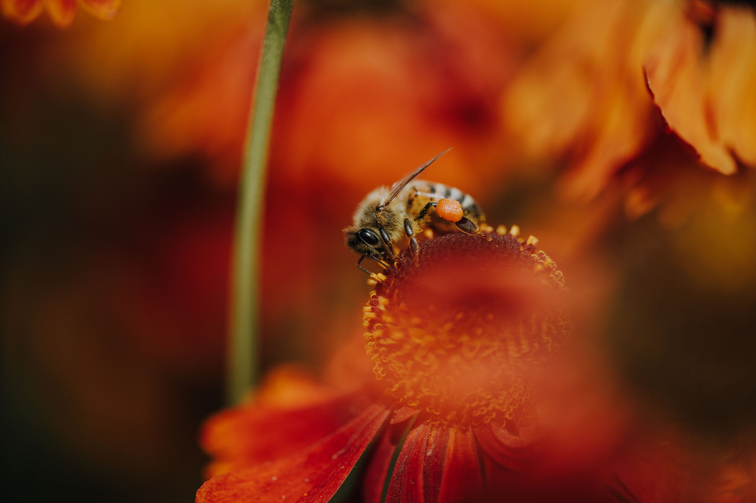 Bienen Park