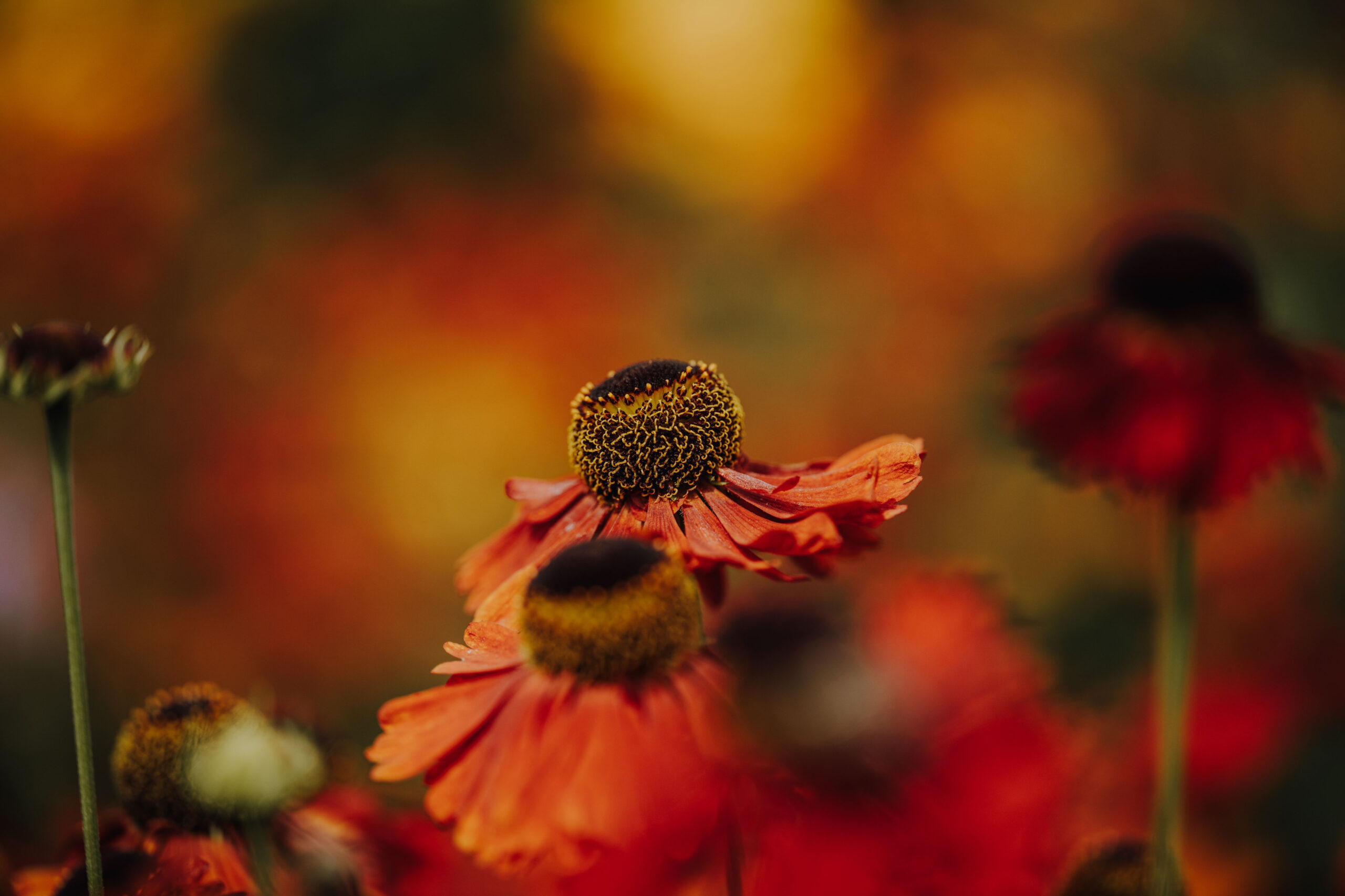 Bienen Park