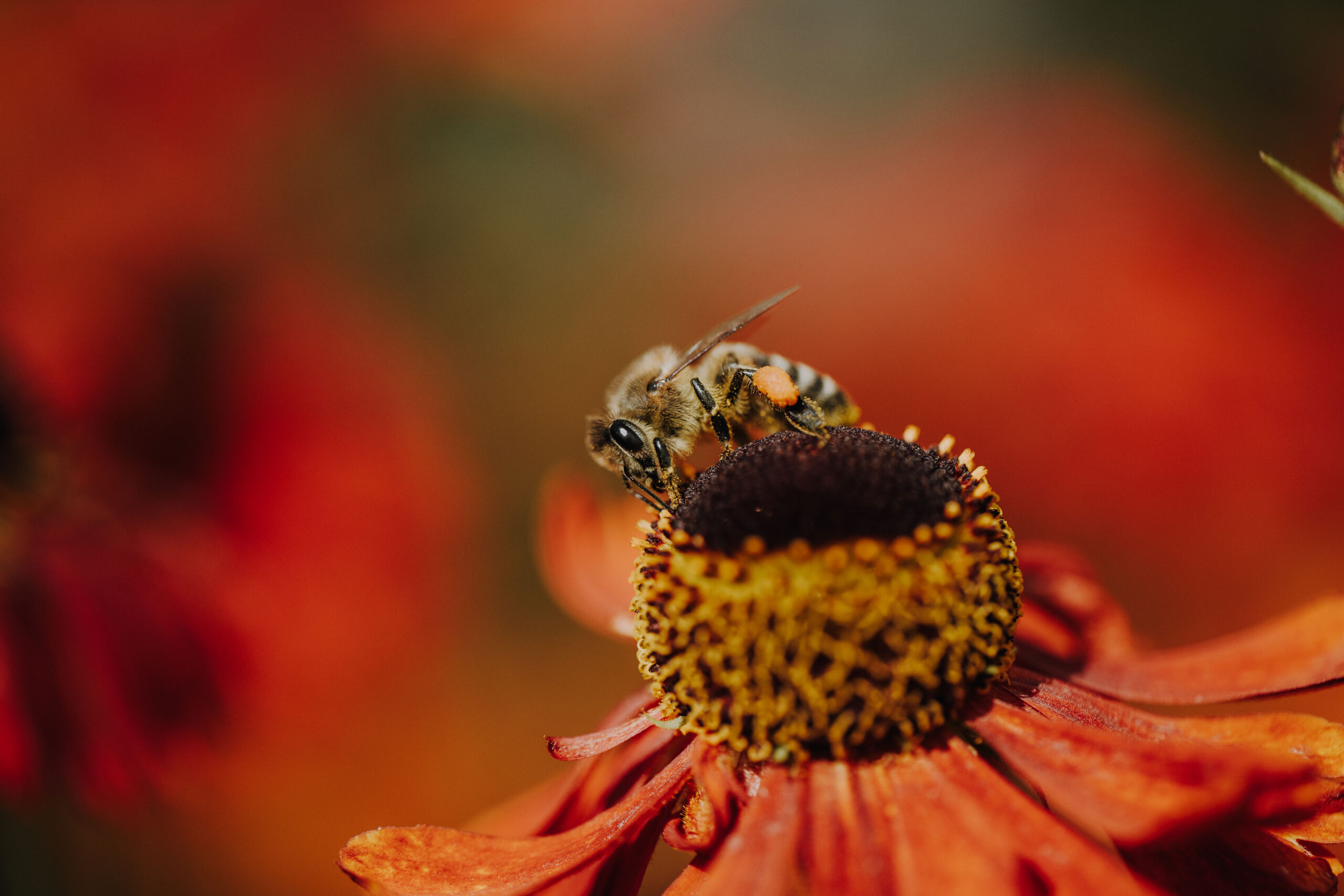 Bienen Park