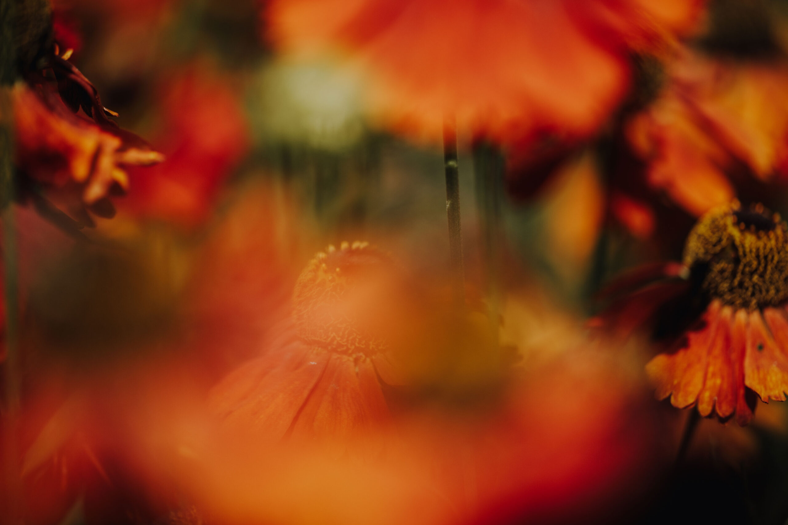 Bienen Park
