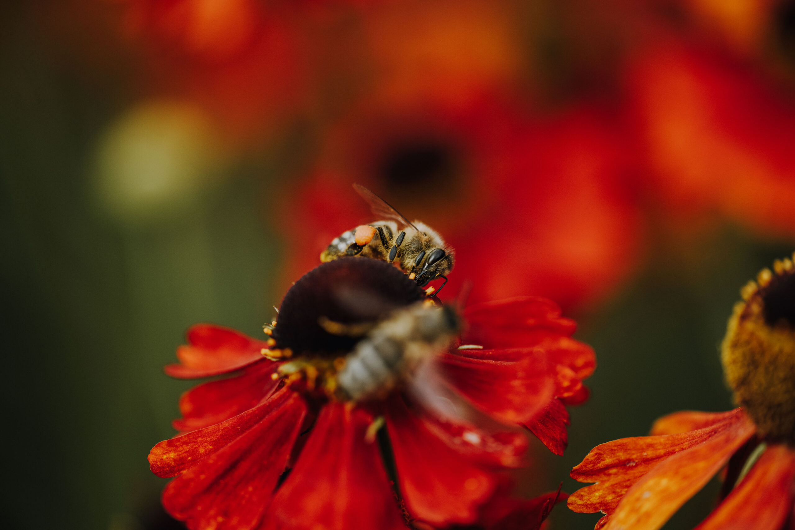 Bienen Park