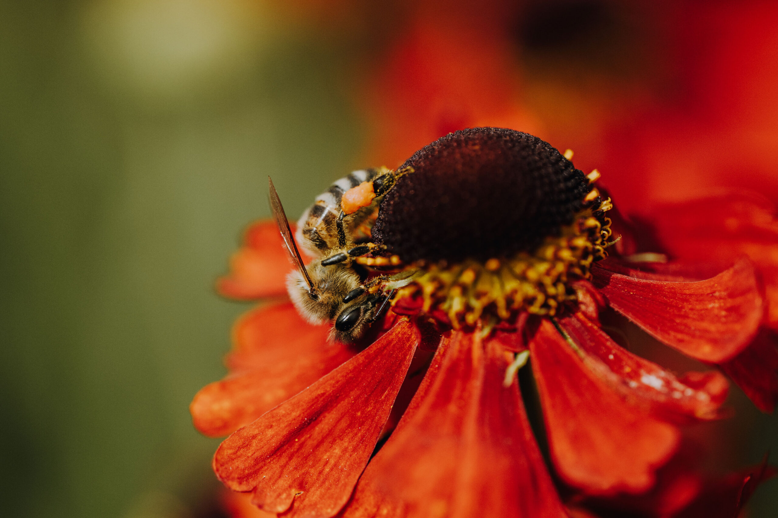 Bienen Park