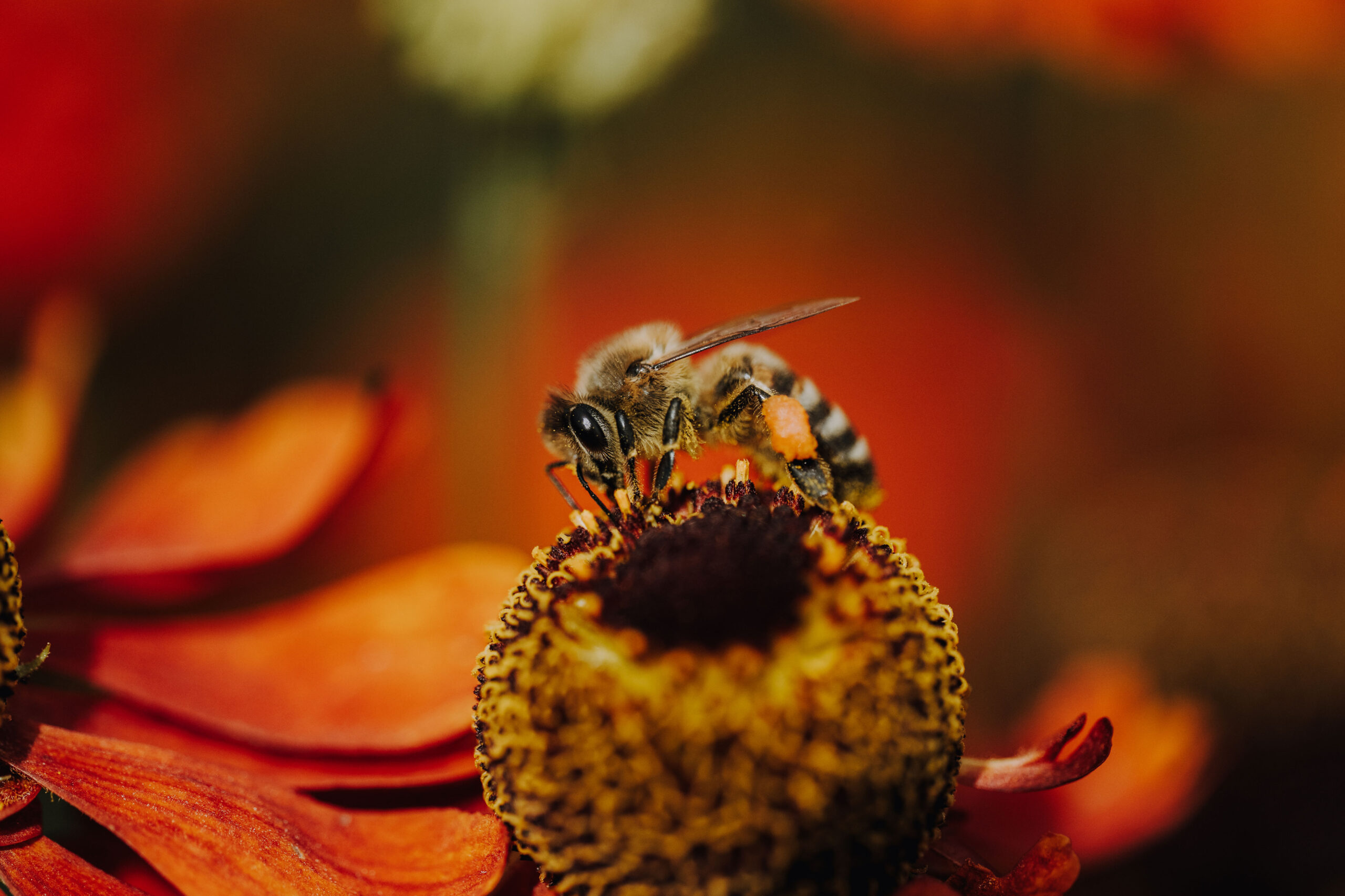 Bienen Park