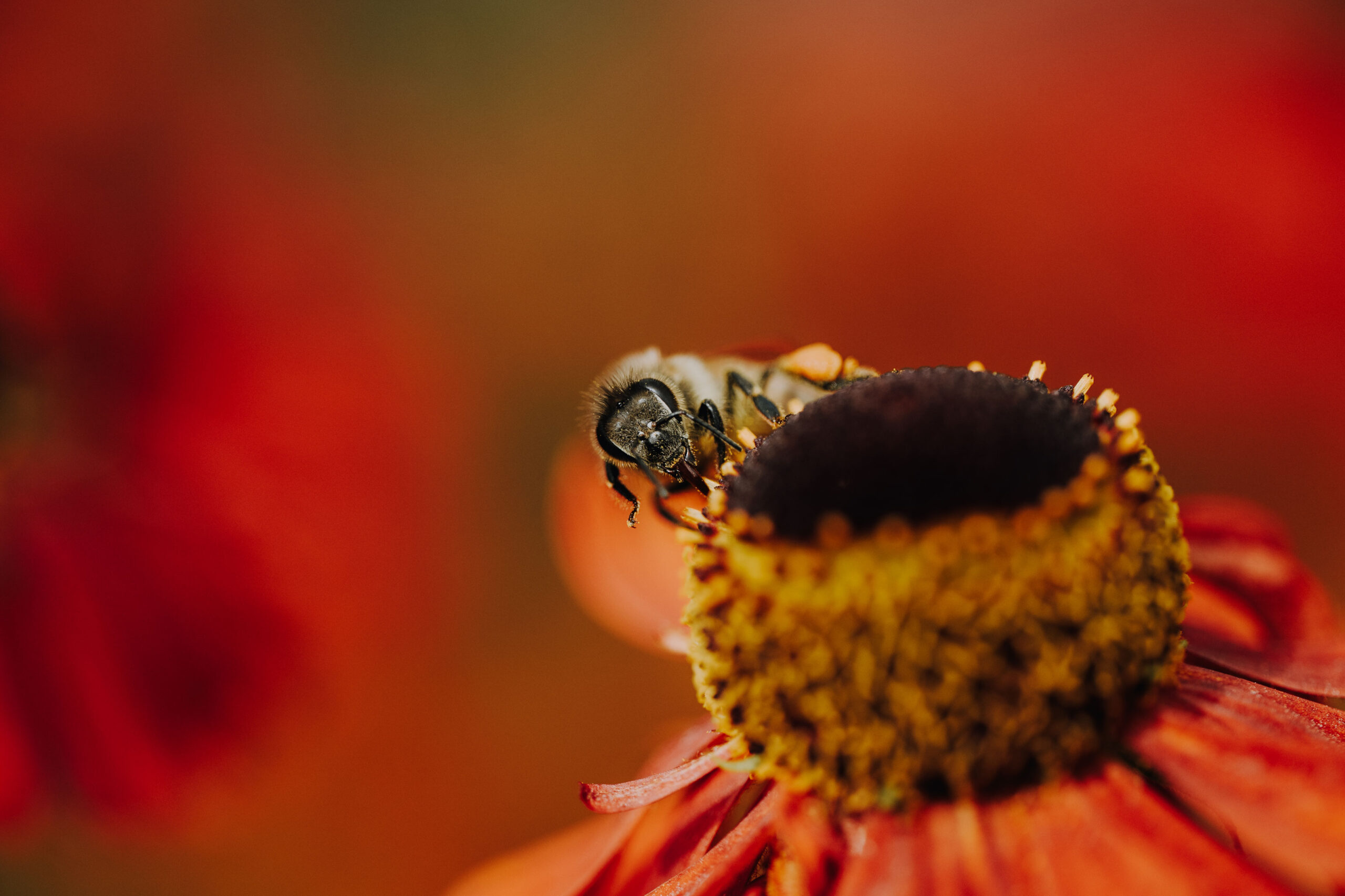 Bienen Park